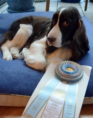 Brigantine woman maintains lifestyle built around award-winning show dogs