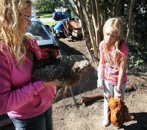 Chickens77510019.jpg