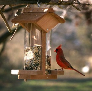 Debunking bird myths