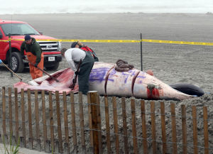 Minke whale, marked with graffiti, found under Central Pier in Atlantic City ...