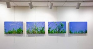 Nature photography comes to Ocean City Arts Center