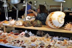 Shell show