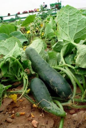 Cucumbers require ample watering and adequate pollination to produce