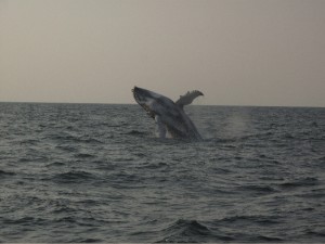 whale
