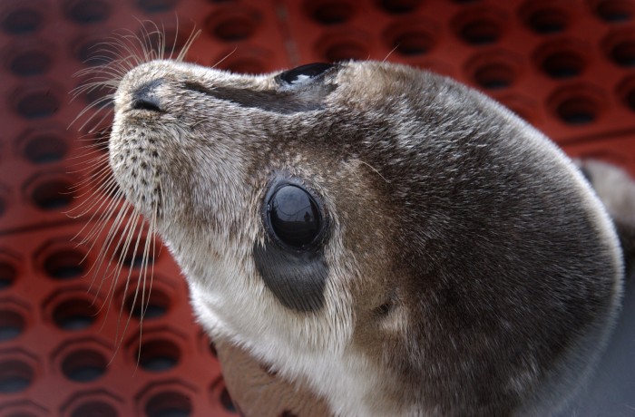 seals