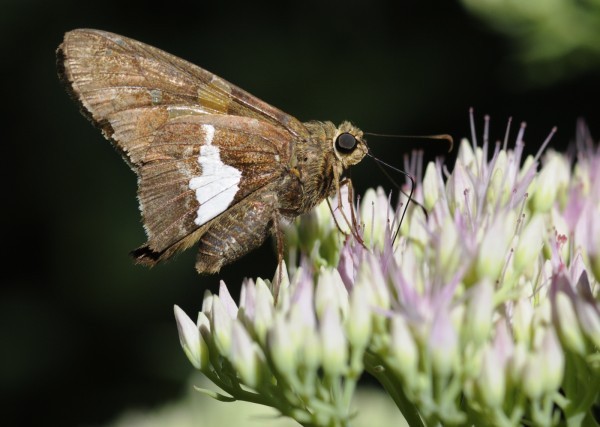 Butterfly Loss