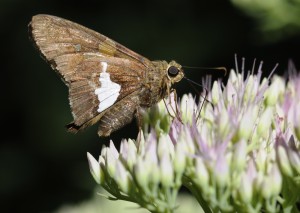 Butterfly Loss