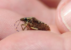 Stink bugs