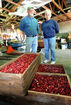 test4Cranberry Harvest81644974.jpg