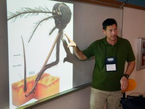 mosquitos