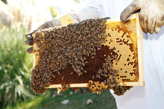 Google's official beekeeper keeps the company buzzing with excitement