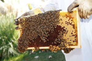 Google's official beekeeper keeps the company buzzing with excitement