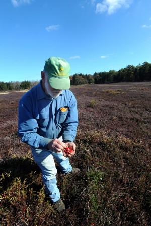 test4Cranberry Harvest81645029.jpg