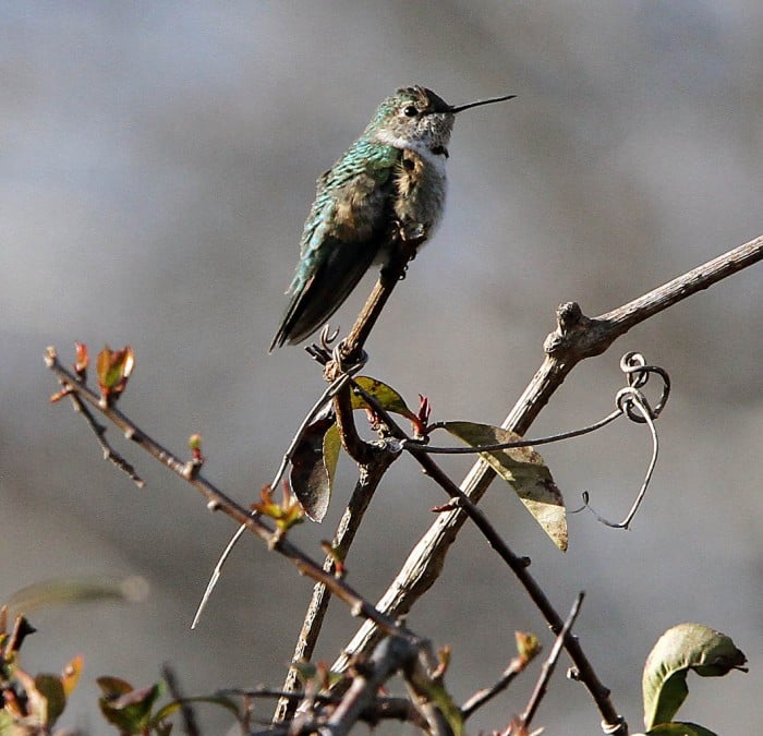 Broad-tailed Hummingbird101828228.jpg
