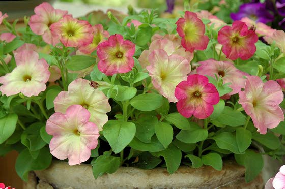 Thinking of spring garden? Then consider these petunias