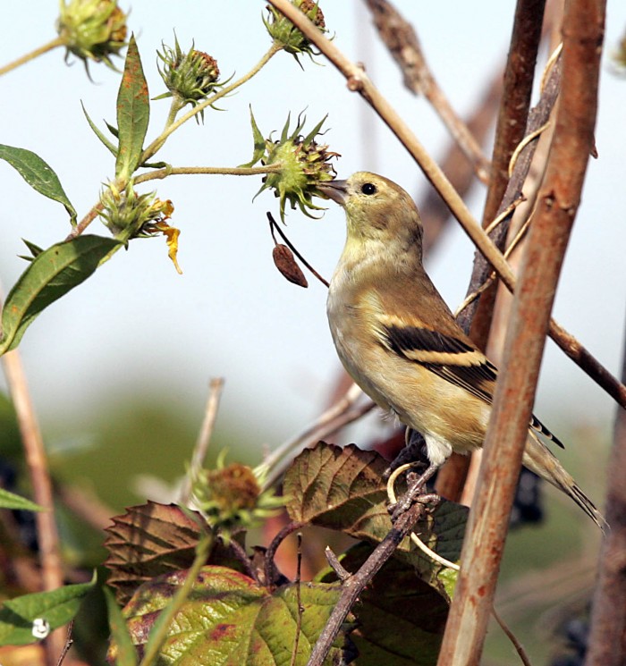 Migration