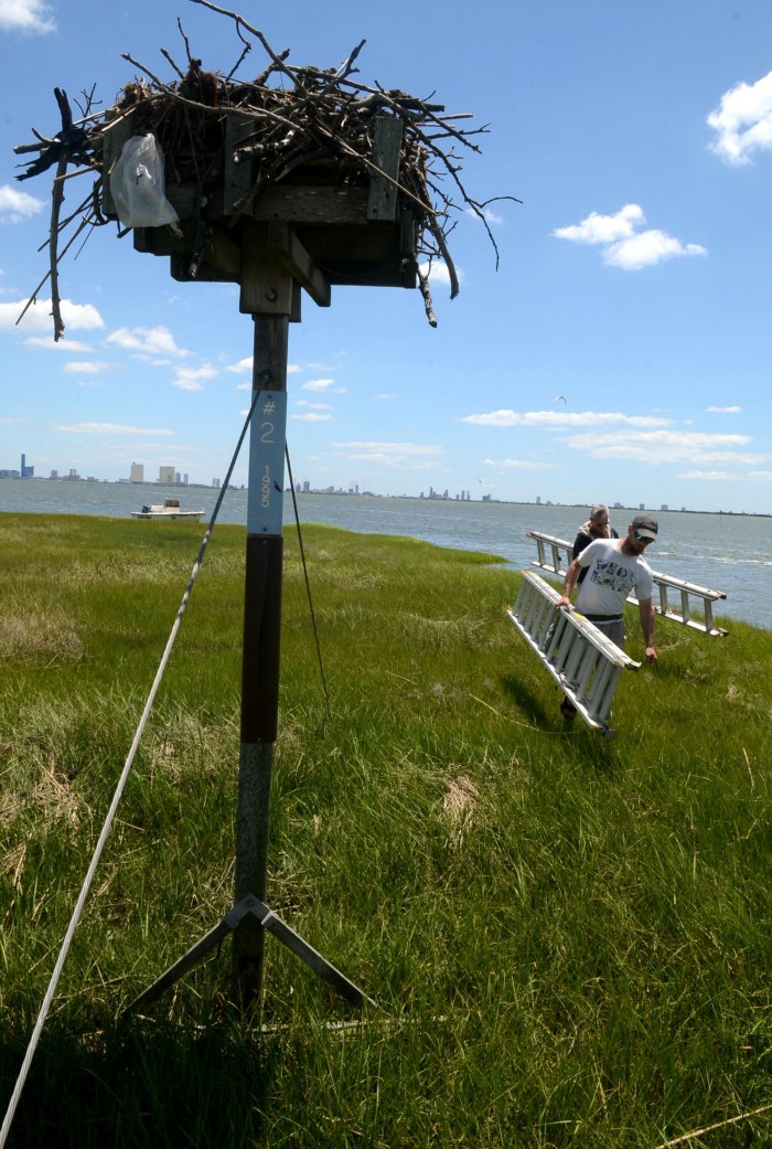 sandy osprey banding