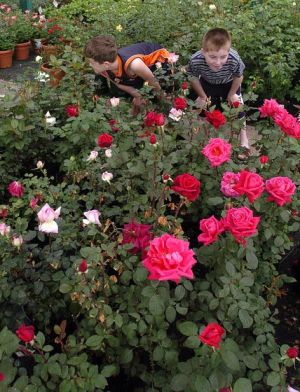 Green Thumbs: Now's the time to prune rose bush to improve it's appearance and health