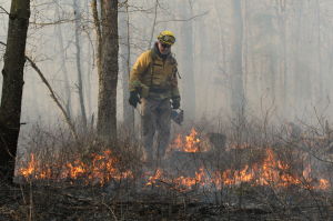 FORESTFIRE SEASON