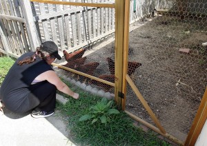 NCM Chickens