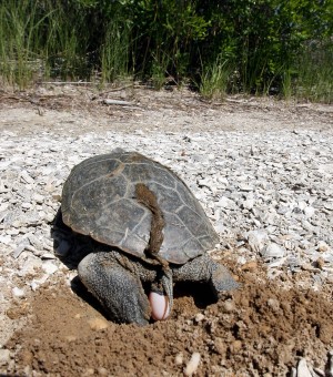 Turtle Release