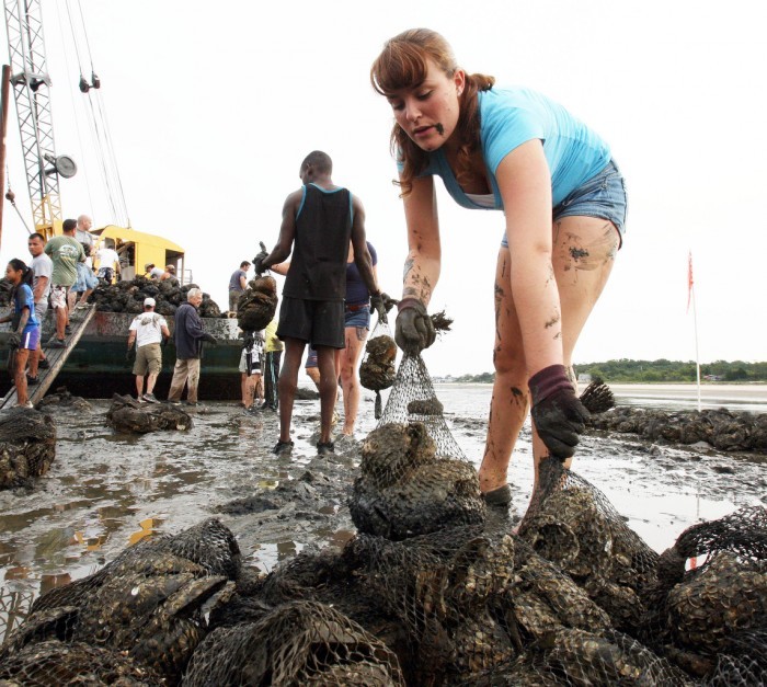 Oysters