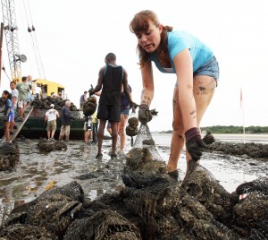Oysters