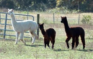 LOST FARMS