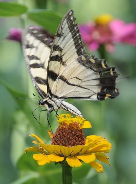Butterfly Loss