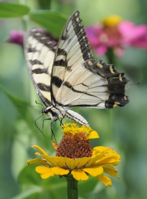 Butterfly Loss