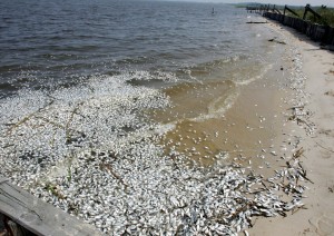 Dead fish