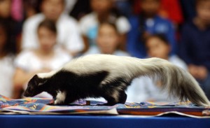 Skunks