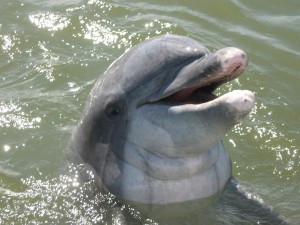 Dolphin 56