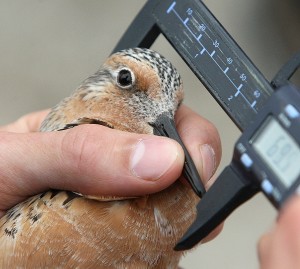 Red knots