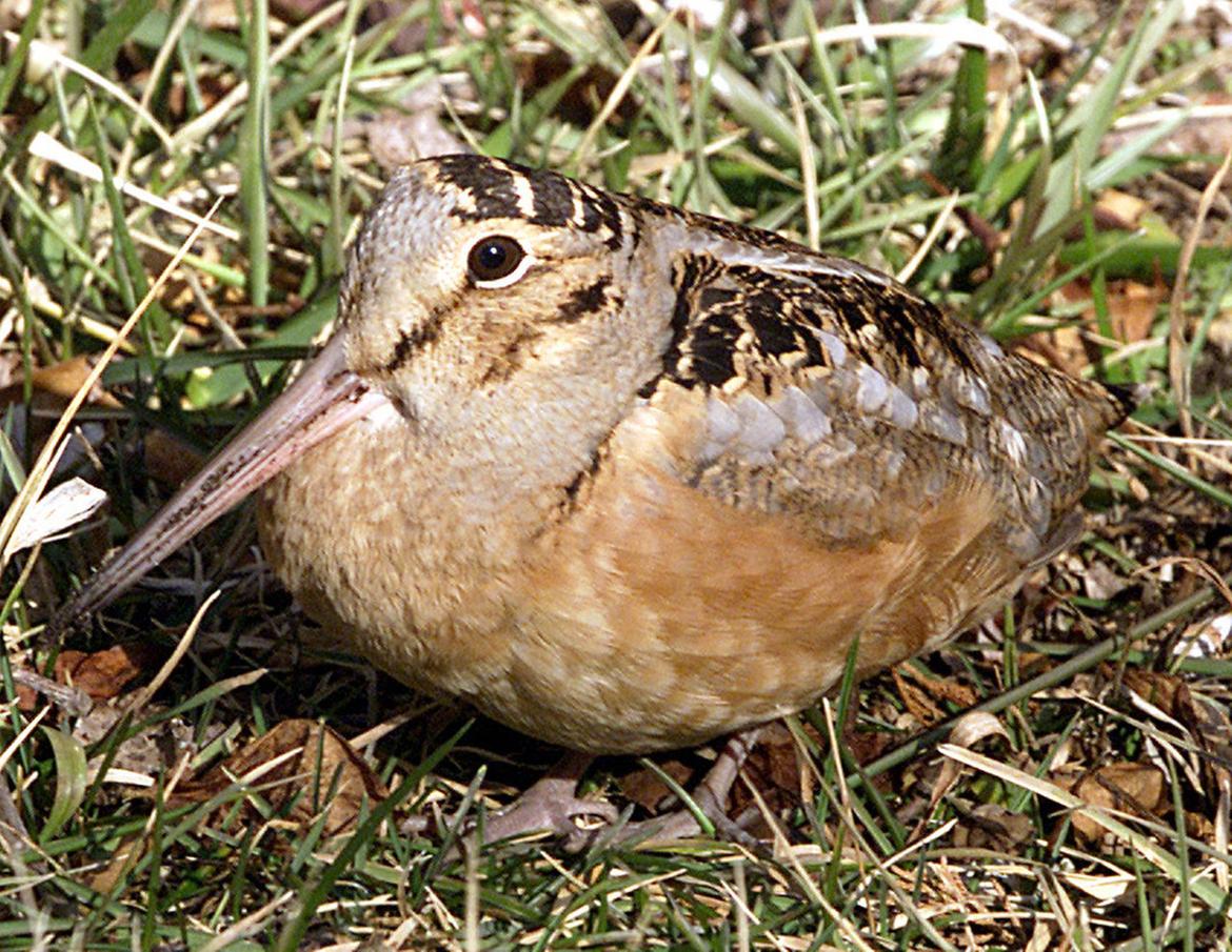 Birds of Southern New Jersey - Press of Atlantic City: Photo Galleries