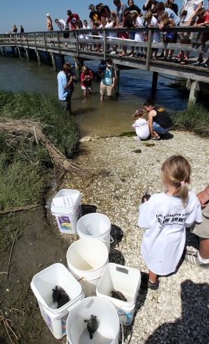 Turtle Release