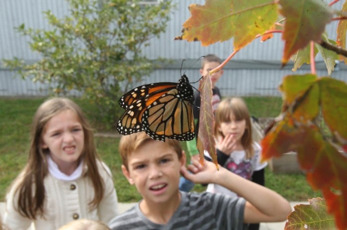 sandy monarchs
