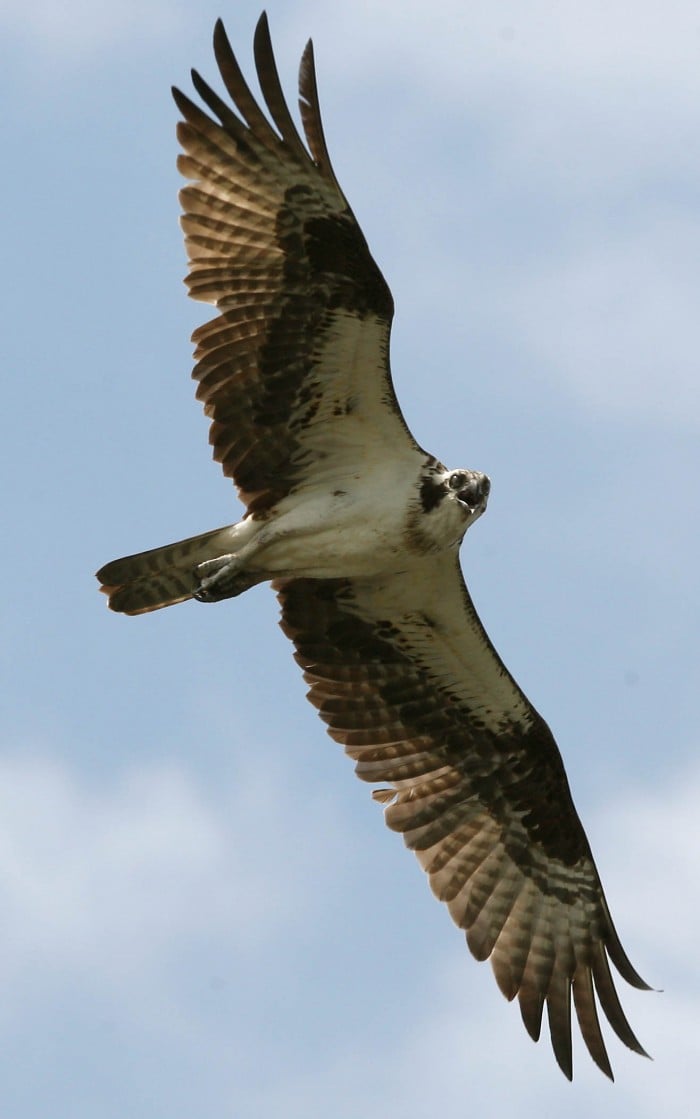 Osprey Banding