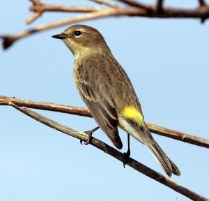 Migration