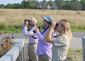 Forsythe NWR offering walk for beginning birders Sunday