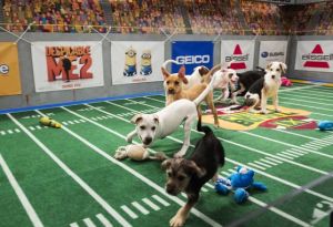 An adorable alternative to football