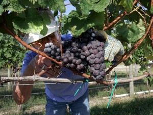 test4Vineyard