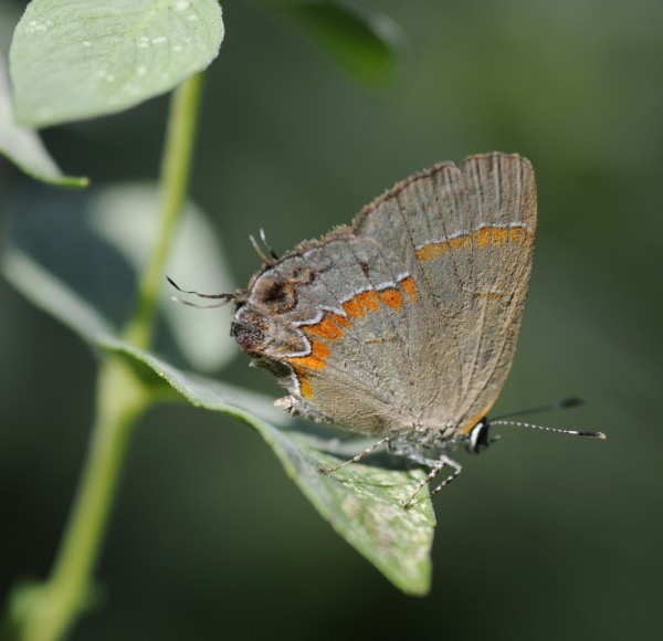 Butterfly Loss