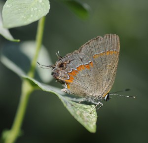 Butterfly Loss