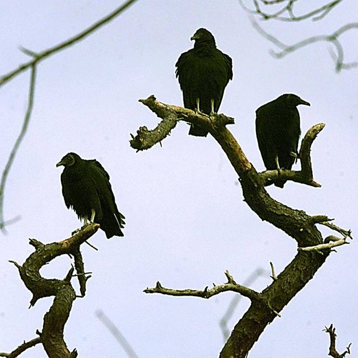 birds of southern new jersey press of atlantic city birds of southern new jersey press of atlantic city