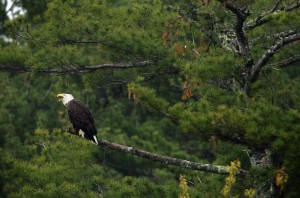 Bald Eagle
