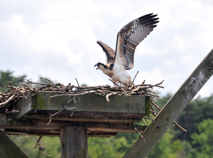 Osprey Banding4835542.jpg