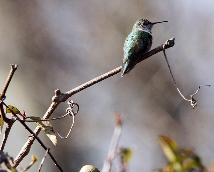 Broad-tailed Hummingbird101828227.jpg