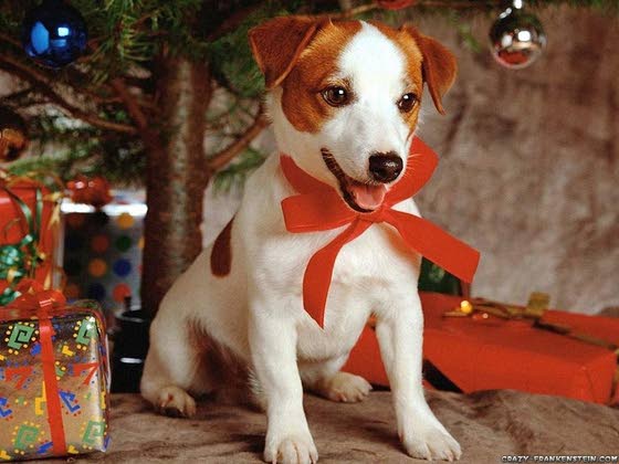 Tips for giving a dog as a Christmas present