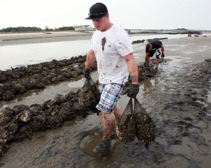 Oysters